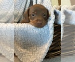 Puppy Solid brown boy Dachshund