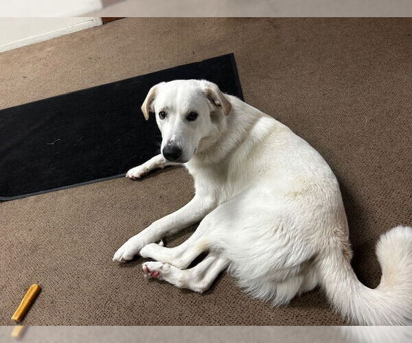 Medium Photo #8 Labrenees Puppy For Sale in Rootstown, OH, USA