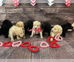 Labradoodle Puppy for Sale in FRANKLIN, Kentucky USA