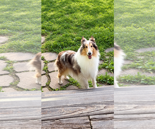 Medium Photo #2 Collie Puppy For Sale in Chantilly, VA, USA