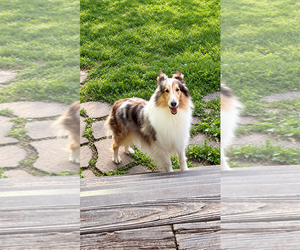 Duchess - Female Collie Dog for Adoption - Photo #2