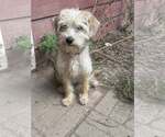 Small #1 Mutt