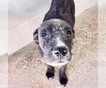 A663123 - Female Mutt Dog for Adoption - Small photo