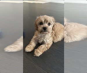 Cavapoo Puppy for sale in NEW YORK, NY, USA