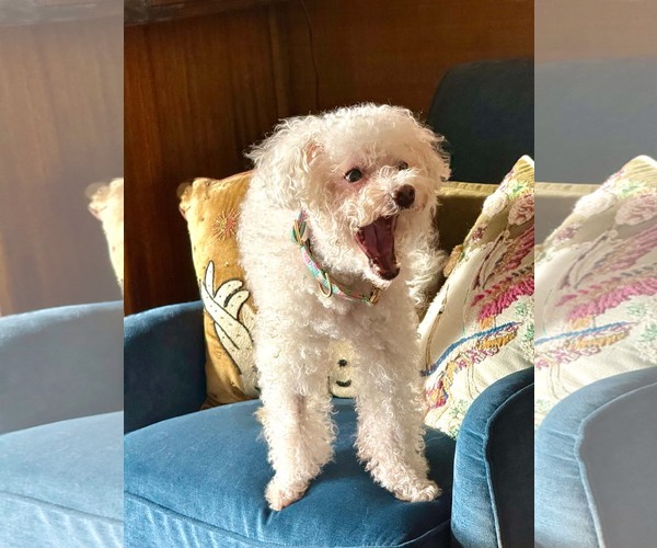 Medium Photo #6 Bichon Frise-Unknown Mix Puppy For Sale in Escondido, CA, USA