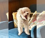 Small #5 Bichon Frise Mix