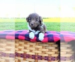 Small Photo #1 F2 Aussiedoodle Puppy For Sale in GARNETT, KS, USA