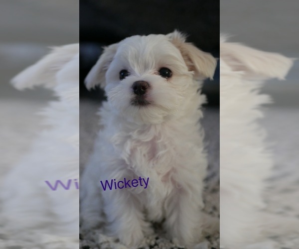 Medium Photo #1 Maltese Puppy For Sale in AURORA, IL, USA