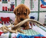 Small Photo #23 Labrador Retriever Puppy For Sale in BUFFALO, NY, USA