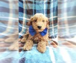 Small #5 Goldendoodle