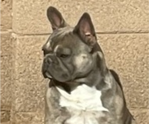 Medium Photo #6 French Bulldog Puppy For Sale in SAN TAN VALLEY, AZ, USA