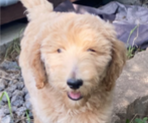 Labradoodle Puppy for Sale in SEGUIN, Texas USA