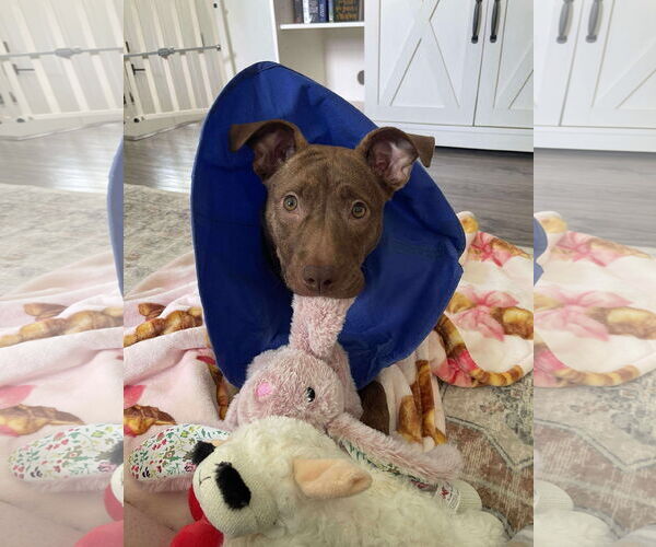 Medium Photo #2 American Pit Bull Terrier-Unknown Mix Puppy For Sale in Germantown, OH, USA