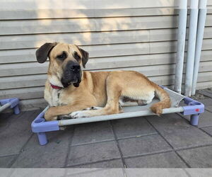 Mastiff-Unknown Mix Dogs for adoption in Crystal, MN, USA