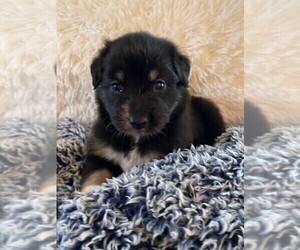 Australian Shepherd Puppy for sale in HORN LAKE, MS, USA