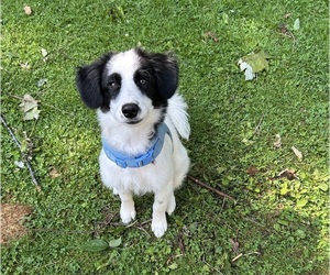 Pomsky Puppy for sale in MACOMB, MI, USA
