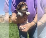 Small #2 Dachshund