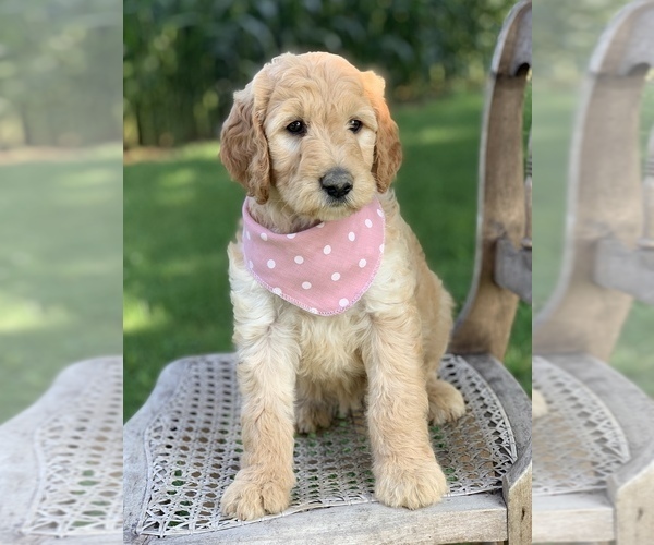 Medium Photo #8 Irish Doodle Puppy For Sale in WOOSTER, OH, USA