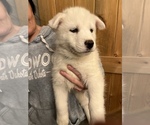 Puppy 1 Samoyed-Siberian Husky Mix