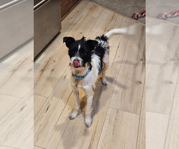 Medium Photo #2 Mutt Puppy For Sale in Andover, MN, USA