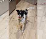 Small #1 Mutt