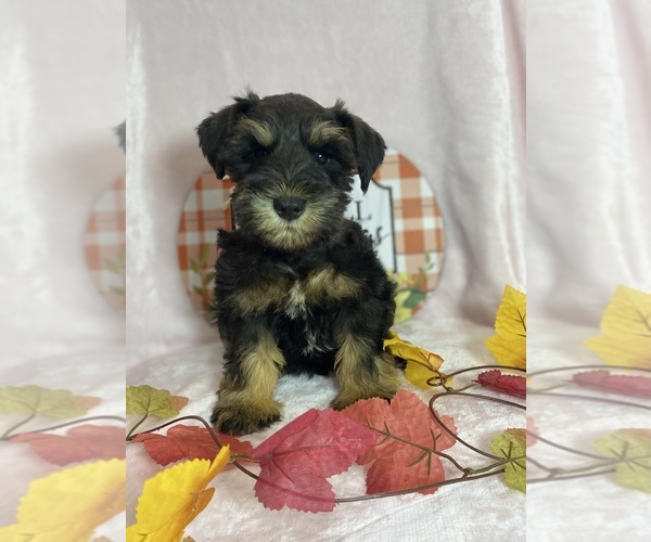 Medium Photo #1 Schnauzer (Miniature) Puppy For Sale in CHARLOTTE, NC, USA