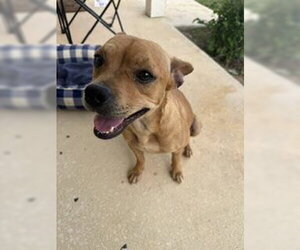 Mutt Dogs for adoption in San Antonio, TX, USA