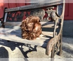 Small Photo #48 Shih Tzu Puppy For Sale in HAYWARD, CA, USA
