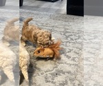 Small #2 Poodle (Toy)