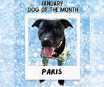 Small #1 American Pit Bull Terrier Mix