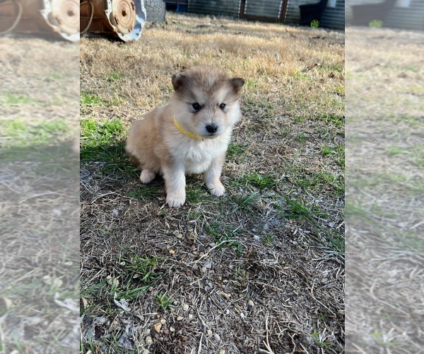 Medium Photo #6 Alaskan Malamute Puppy For Sale in TYLER, TX, USA