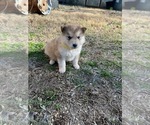 Small Photo #6 Alaskan Malamute Puppy For Sale in TYLER, TX, USA
