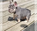 Small #2 French Bulldog