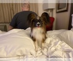 Small Photo #1 Papillon Puppy For Sale in MINNEAPOLIS, MN, USA
