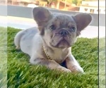 Small Photo #6 French Bulldog Puppy For Sale in ATHERTON, CA, USA