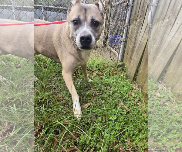 Medium Photo #3 American Staffordshire Terrier-Unknown Mix Puppy For Sale in Jackson, MS, USA