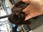 Small Photo #1 Cocker Spaniel Puppy For Sale in LAKELAND, FL, USA