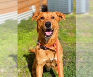 German Shepherd Dog-Weimaraner Mix Dogs for adoption in Bolivar, MO, USA