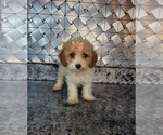 Small Photo #1 Cavapoo Puppy For Sale in GOSHEN, IN, USA