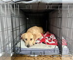 Small #12 Labrador Retriever Mix