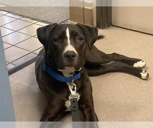 American Pit Bull Terrier-Unknown Mix Dogs for adoption in Burbank, CA, USA