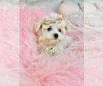 Small Photo #6 Maltese Puppy For Sale in NAPLES, FL, USA