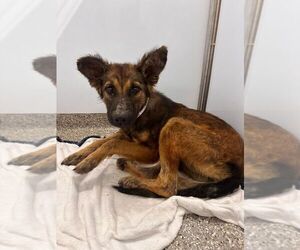 Mutt Dogs for adoption in Calgary, Alberta, Canada