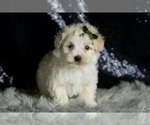 Small Photo #42 Maltipoo Puppy For Sale in WARSAW, IN, USA