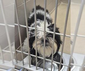 Shih Tzu Dogs for adoption in Decatur, IL, USA