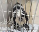 PAWSTRAMI PUPWICH - Male Shih Tzu Dog for Adoption - Small photo