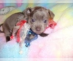Small #10 Chihuahua