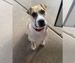 Small #15 American Pit Bull Terrier-Golden Retriever Mix