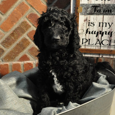 Goldendoodle-Poodle (Standard) Mix Puppy for sale in NEW HILL, NC, USA