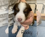 Small Photo #1 Border Collie Puppy For Sale in MADILL, OK, USA